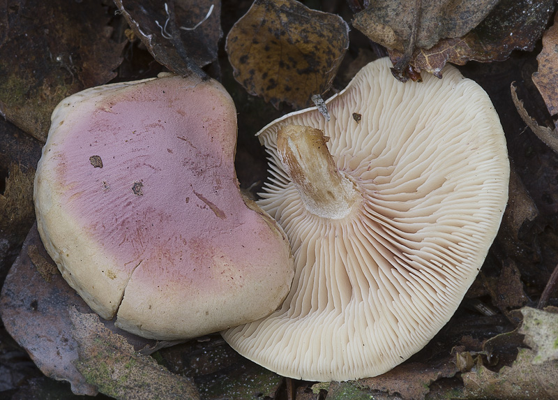 Clitocybe martiorum